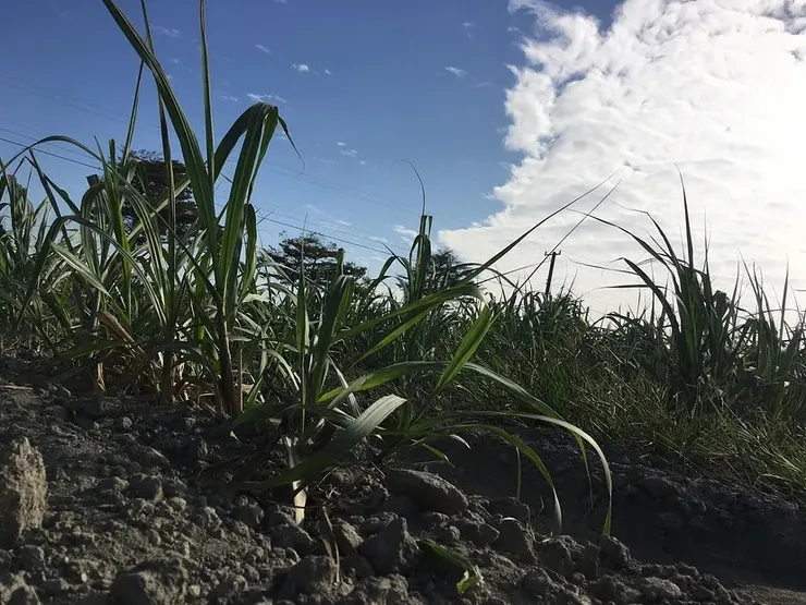 在二林仍隨處可見的甘蔗園。
