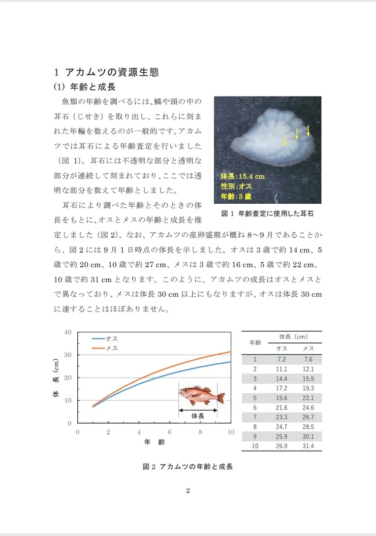 至少要5～6年才能長到20cm+也就是一般餐廳提供的大小，相比多數的養殖魚實在太慢了  資料來源：アカムツ（のどぐろ）の資源管理