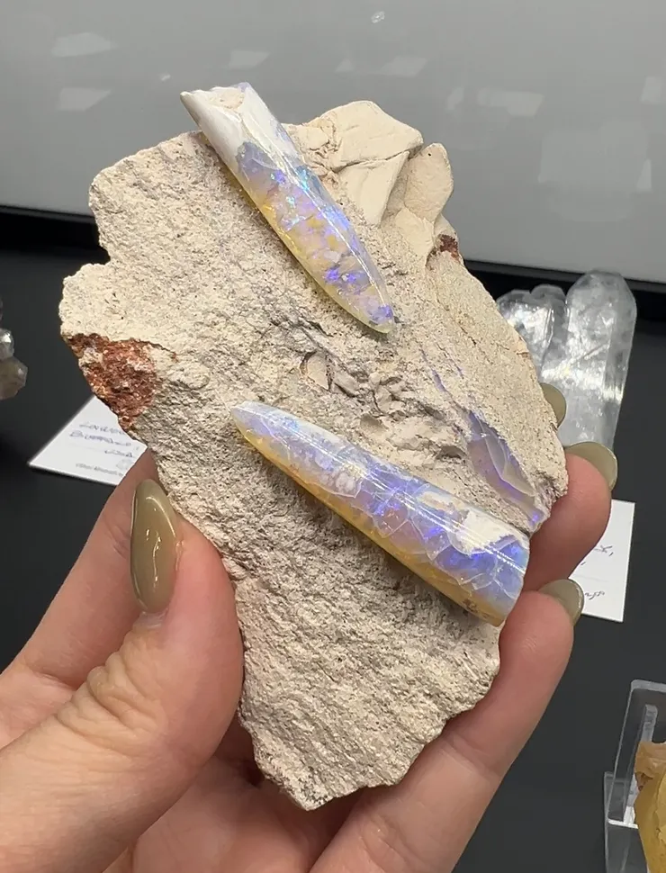 已經蛋白石化的化石,不確定是不是桿菊石,來自Lithos Minerals