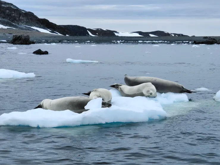 慵懶的海豹躺在冰山上。