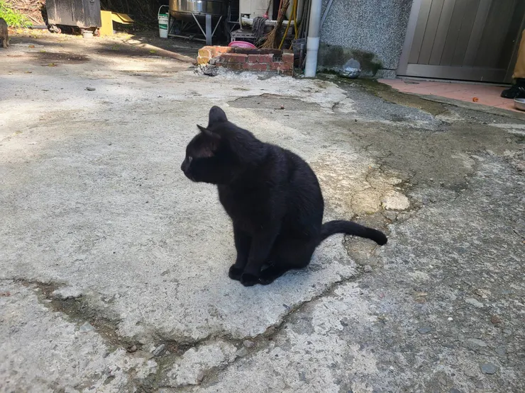 可愛小黑