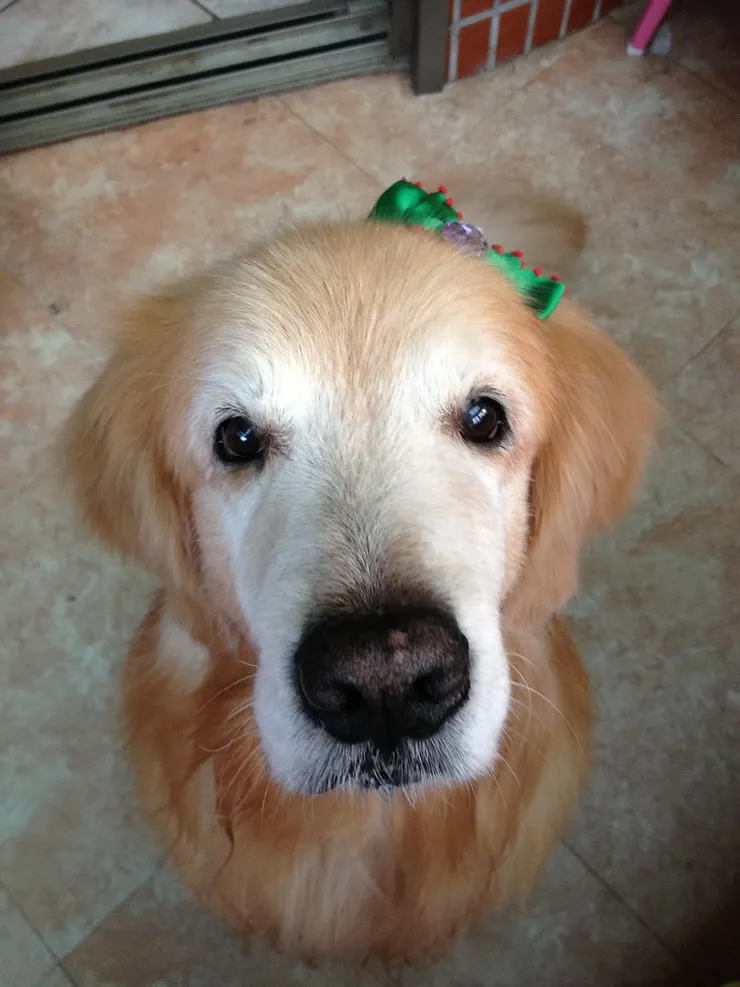 麥可12歲時的照片2012年