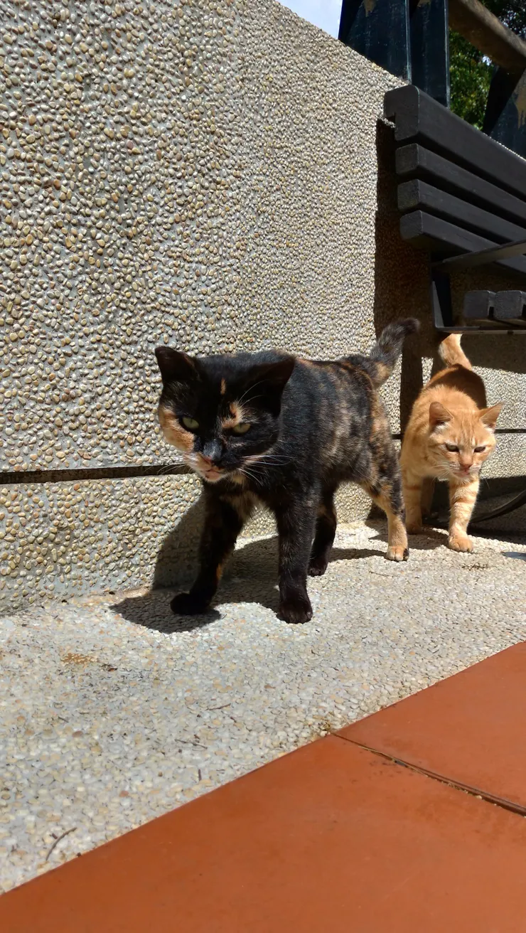 墾丁國家森林遊樂區裡的惡霸小貓