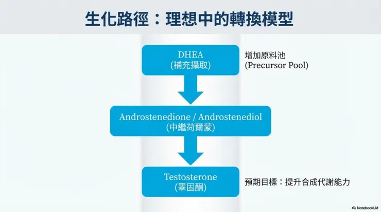 可能的作用機轉1