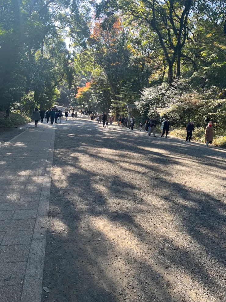 參道兩邊的樹木