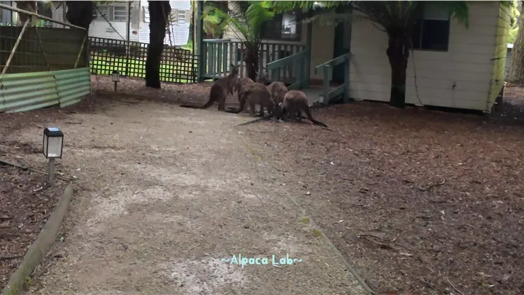 動物園內側四人房間，開門就有袋鼠等你了呦