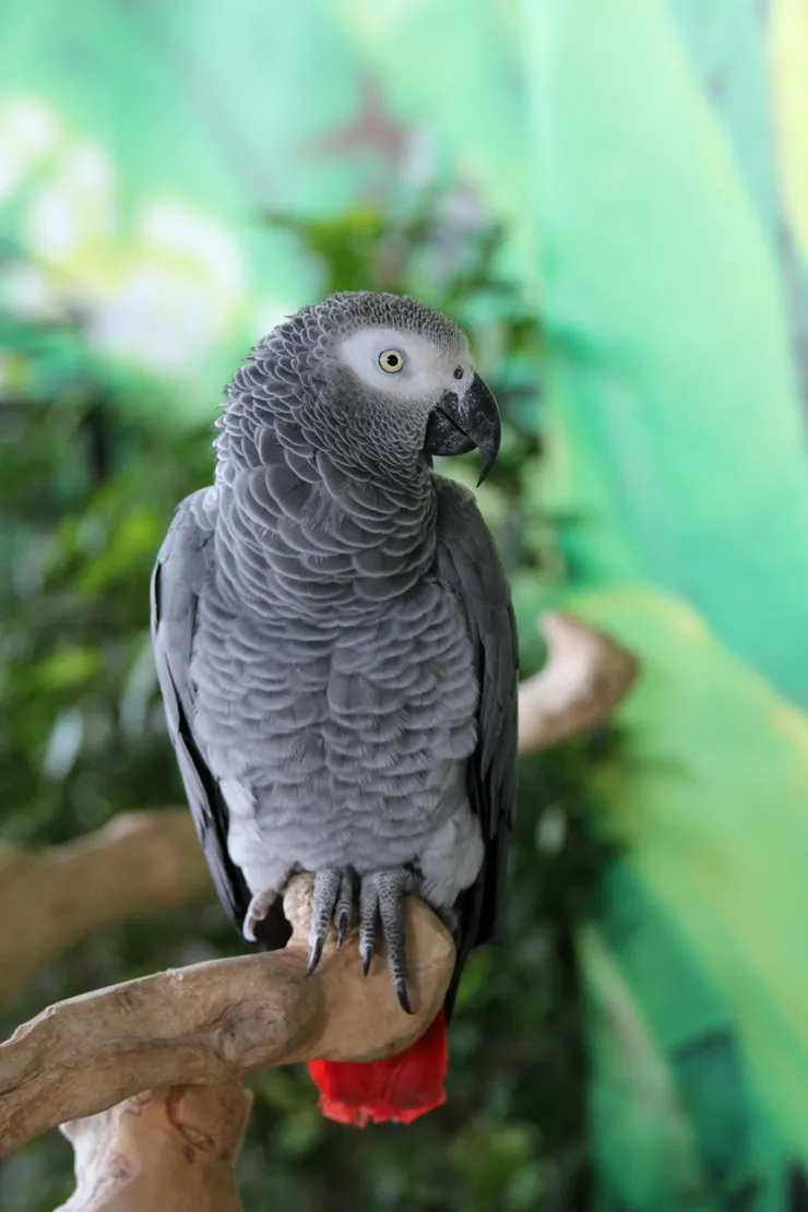 來源：維基百科