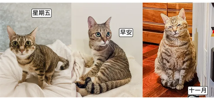 分別是 5歲／3歲／快5歲