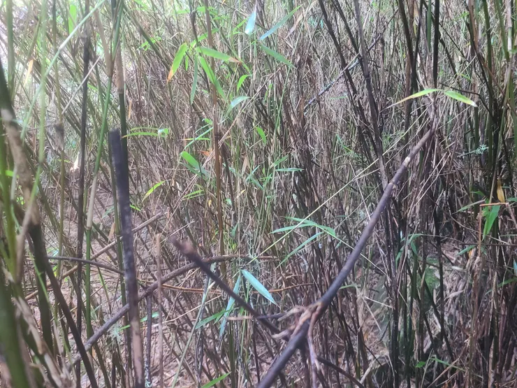 密集程度中等，比這更密的很多