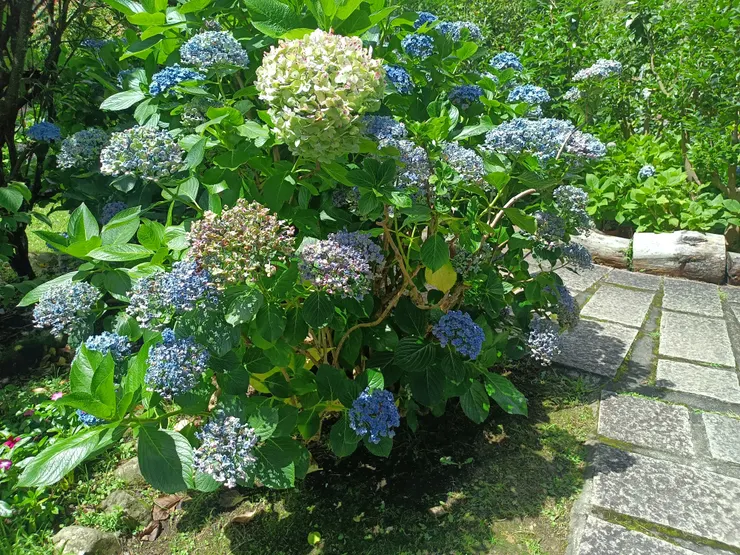 百子花（愛情花）