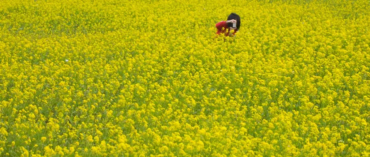 油菜花田。由 abon - flickr.com, CC BY-SA 2.0