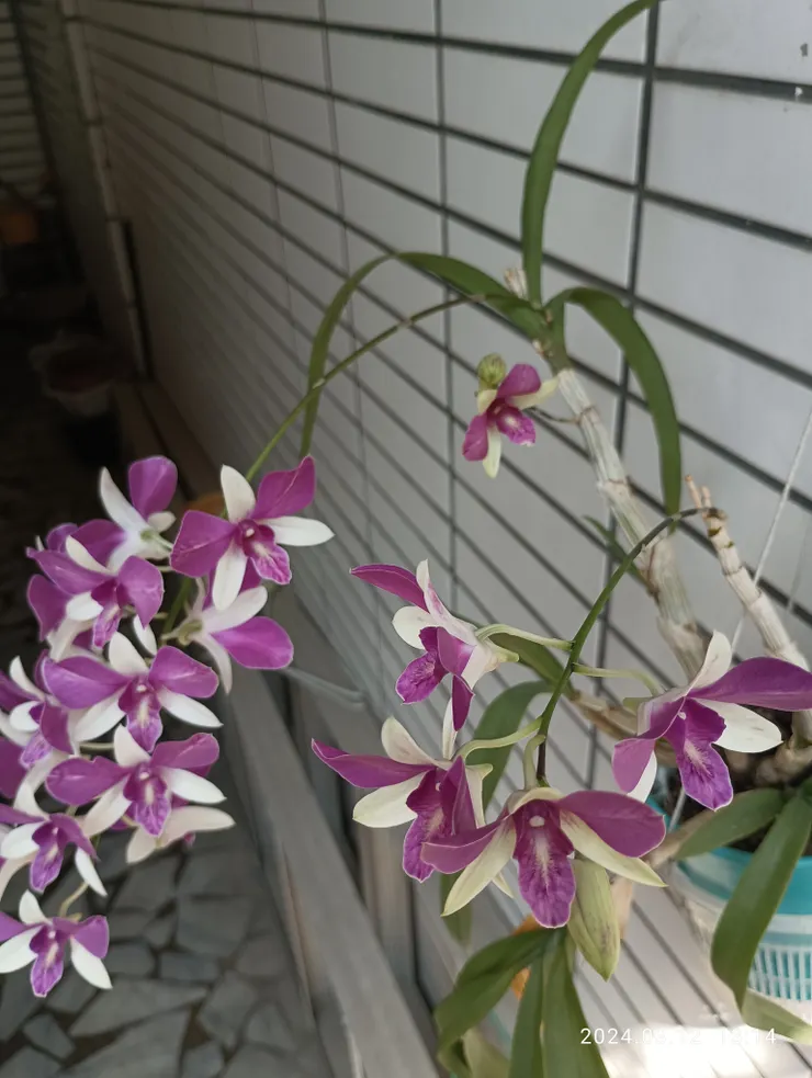 花顏之放，萬物始未有？自拍