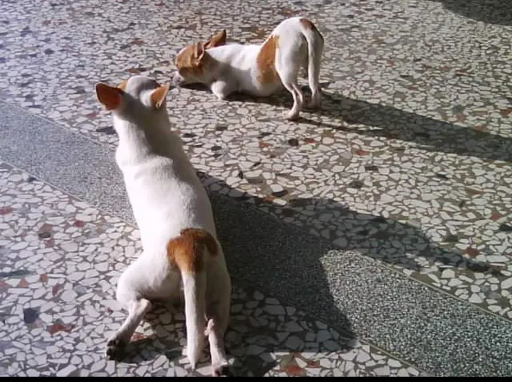 愛翹屁屁的小小和青蛙腿小嘟 一起曬太陽