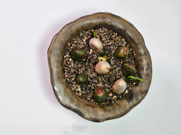 波羅蜜種子盆栽