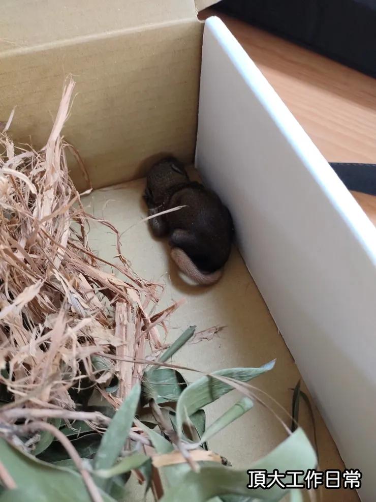 在冷氣室外機內發現剛出生不久的松鼠寶寶