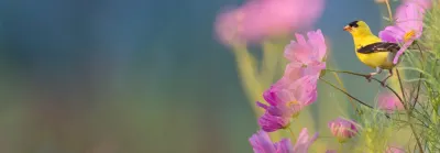 客家語文教學媒材與資源應用