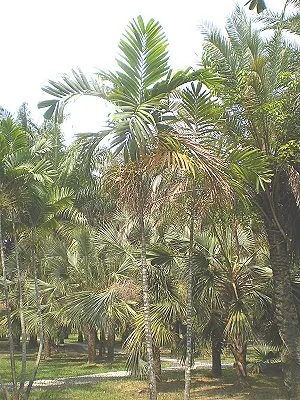 src
