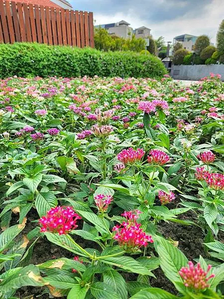 繁星花 (花語：願望、創作) 花語很美又很浪漫