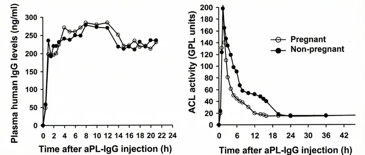 左圖顯示注射後小鼠體內人類IgG量並無太大變化，但右圖顯示在懷孕的老鼠身上aCL IgG的活性比位懷孕的老鼠下降得更快，代表著懷孕的老鼠更快的讓aCL IgG離開循環系統，後續的證據顯示大量aCL IgG沉積在decidua中。