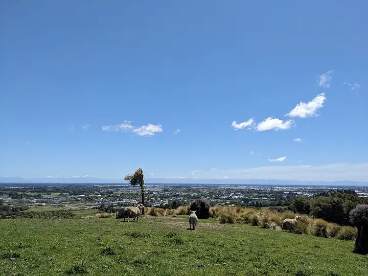 Halswell Quarry旁邊還有放羊人家