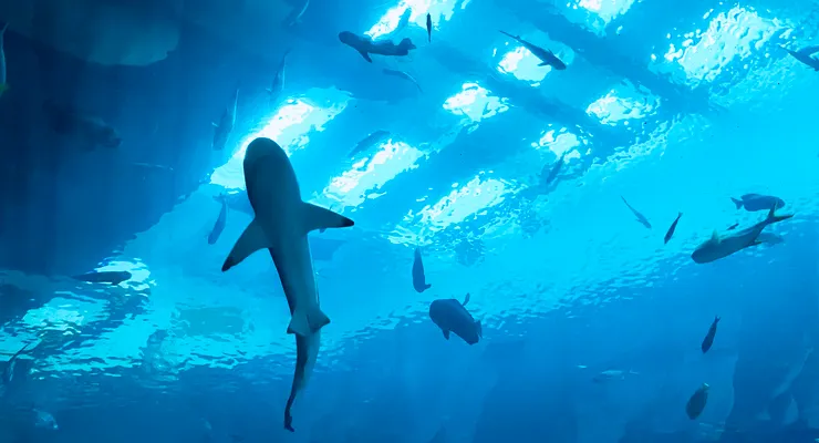 🐠《夜宿海生館》睡醒時的景色,會有小鯊魚游過頭頂。|圖:閒人