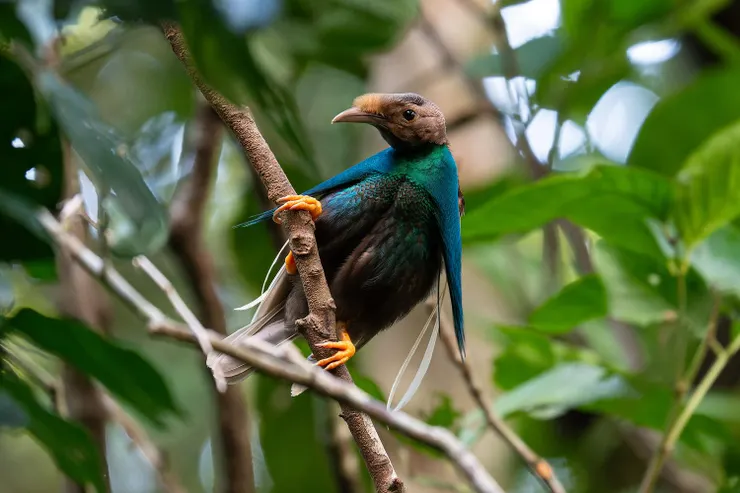 Photo taken by Boas Emmanuel