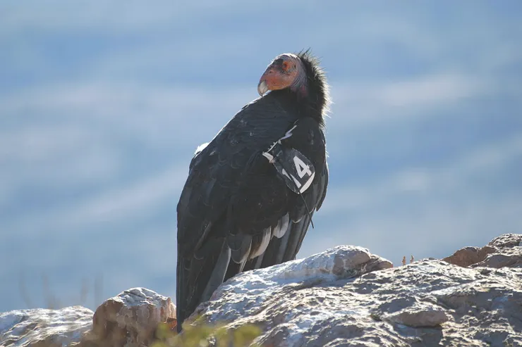 亞利桑那州格倫峽谷國家遊憩區為全球少數可以觀察到加州神鷲地區之一。圖：Thomas H. Whetten