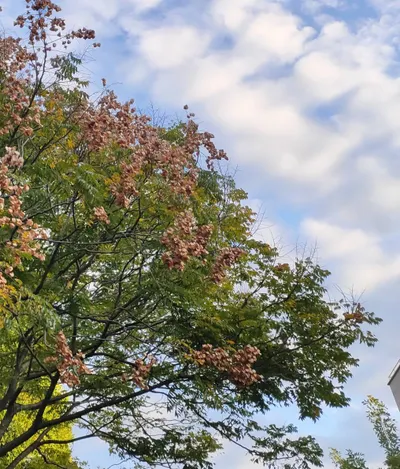 恬靜，簡單卻也困難的詞