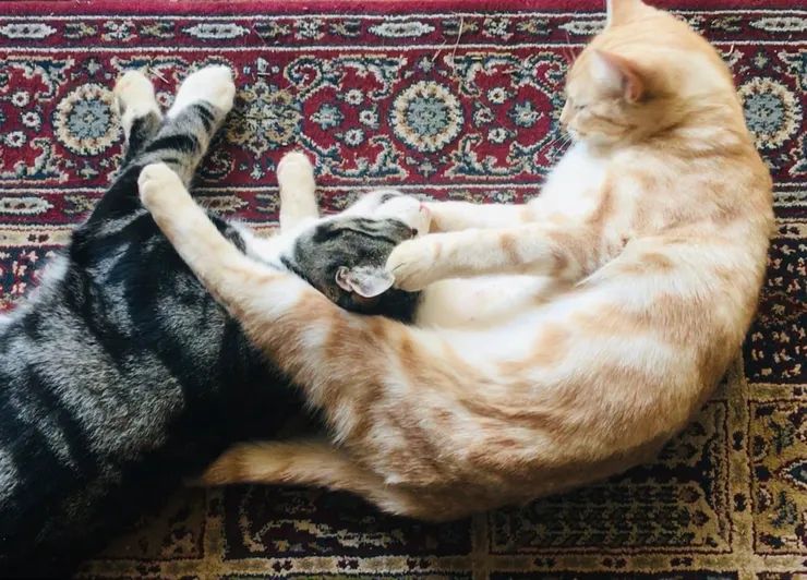 沒水的日子會像Honey妹一樣 想打人