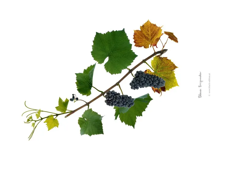 黑皮諾葡萄 Pinot Noir (image credit：Austrian Wine)