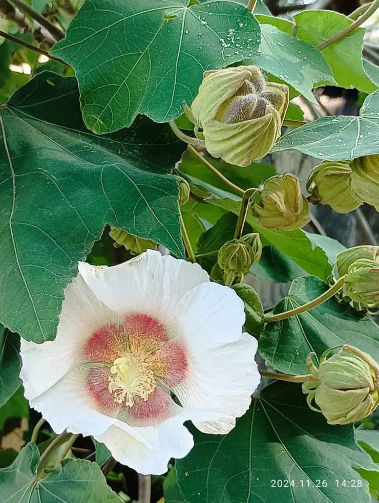 歡顏迎我我親卿