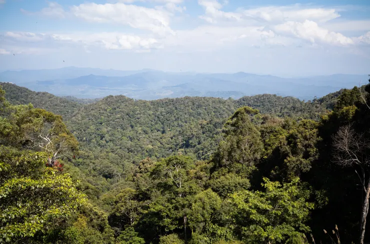 每日早晨從房間看出去的熱帶雨林景緻，總是徹底洗淨我的心情。