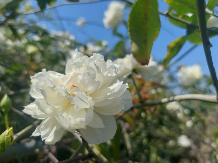 荼蘼，是宋人心底的白月光