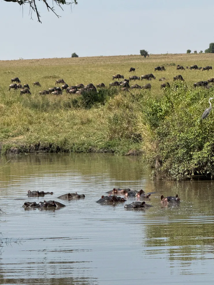 河馬們只露出眼睛和耳朵,很像什麼臥底的感覺 (河馬hippos)