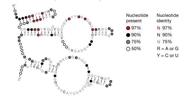 IS110的「橋RNA」。圖片取自《自然》期刊
