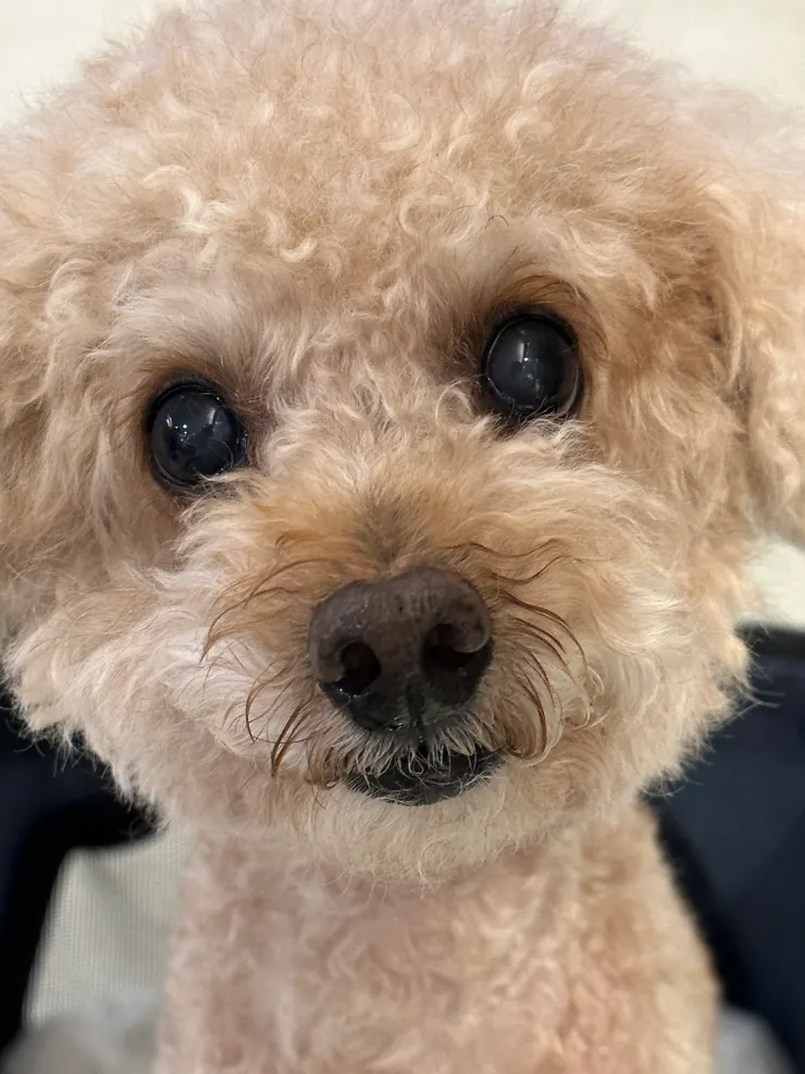 附上一隻兇猛的紅貴賓照片給大家。