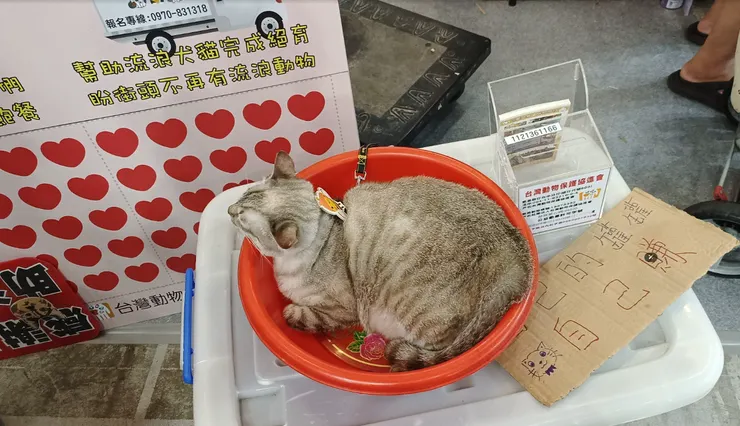 領養浪浪代替購買，不要讓他們留在收容所