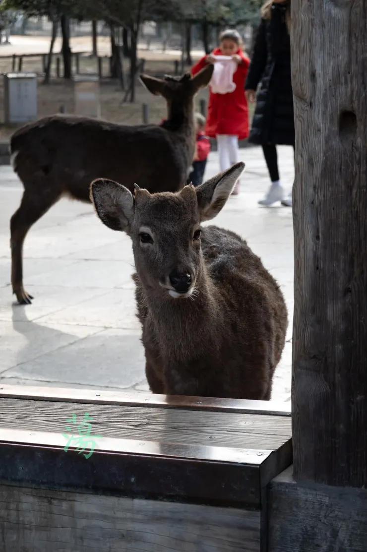 小鹿看我。