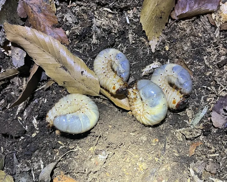 © ramba_ral 的觀察紀錄