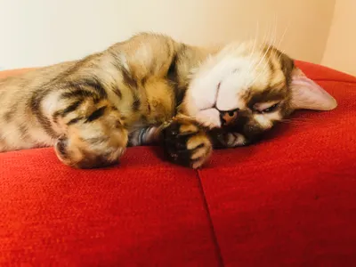 系統自動退追？