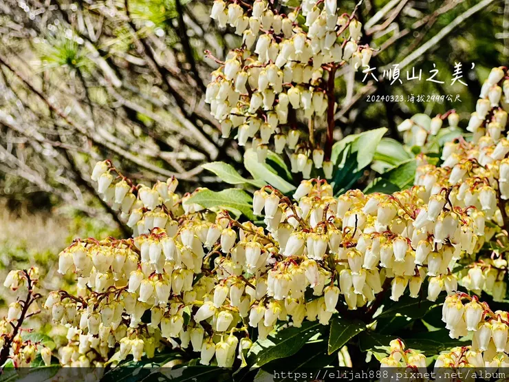 【丹大林道.六順山.七彩湖】六順山.海拔3009公尺/波波草