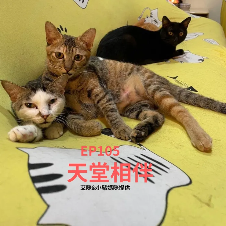 艾咪&小豬媽咪提供