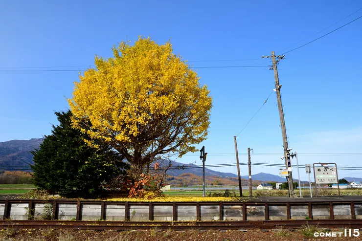 布部車站的銀杏迎來根室本線富良野新得段最後的秋天