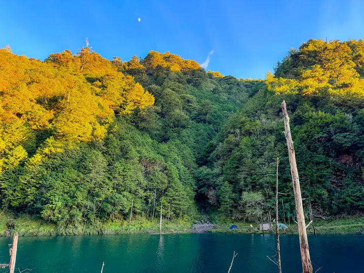 金黃與深綠的山坡