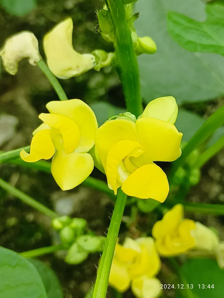 紅豆的花，自拍攝