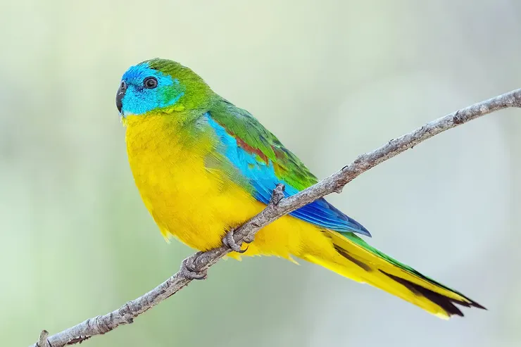 青綠鸚鵡雄鳥，攝於澳洲維多利亞州