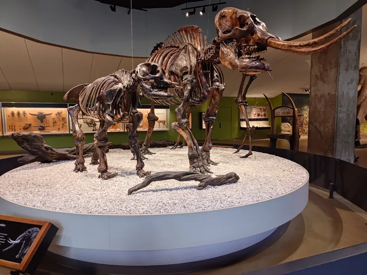 展廳中的長毛象骨架