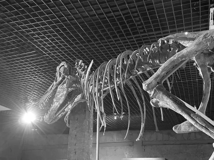 自然史博物館內的暴龍化石