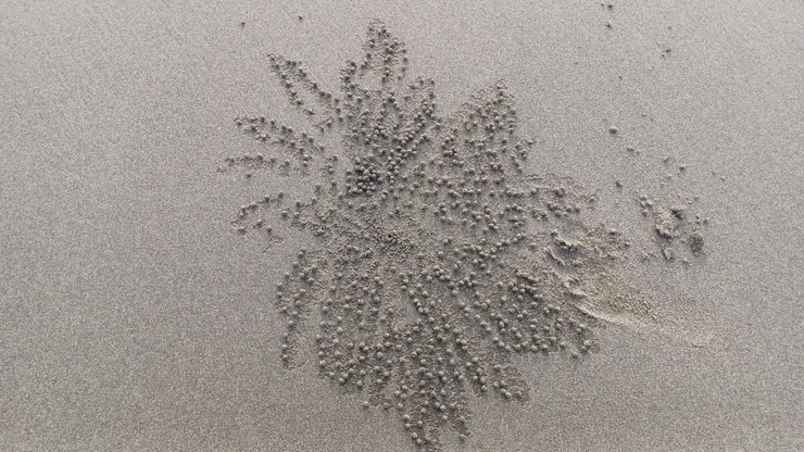 品一品自然藝術