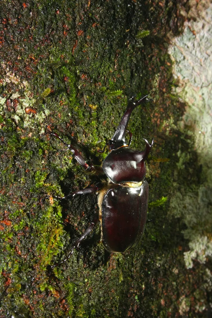 © Woraphot Bunkhwamdi 的觀察紀錄